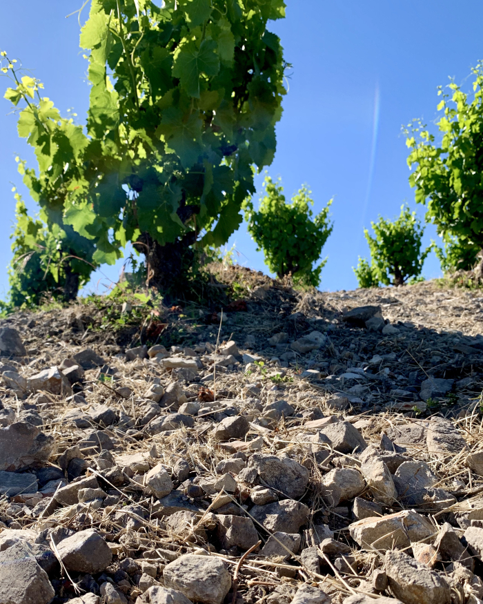 Calcareous Soil on Scruffy Hill