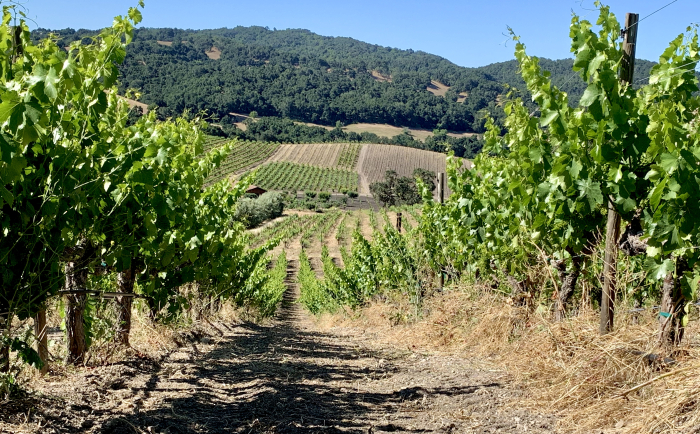 Long view through Grenache