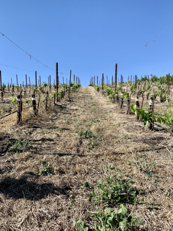 Muscardin new grafts