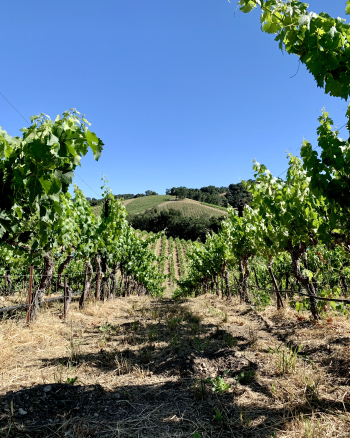 Long view through Vermentino