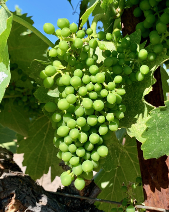 Grenache cluster