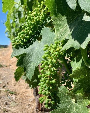 Syrah clusters