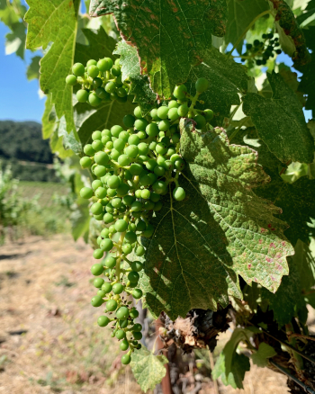 Mourvedre cluster