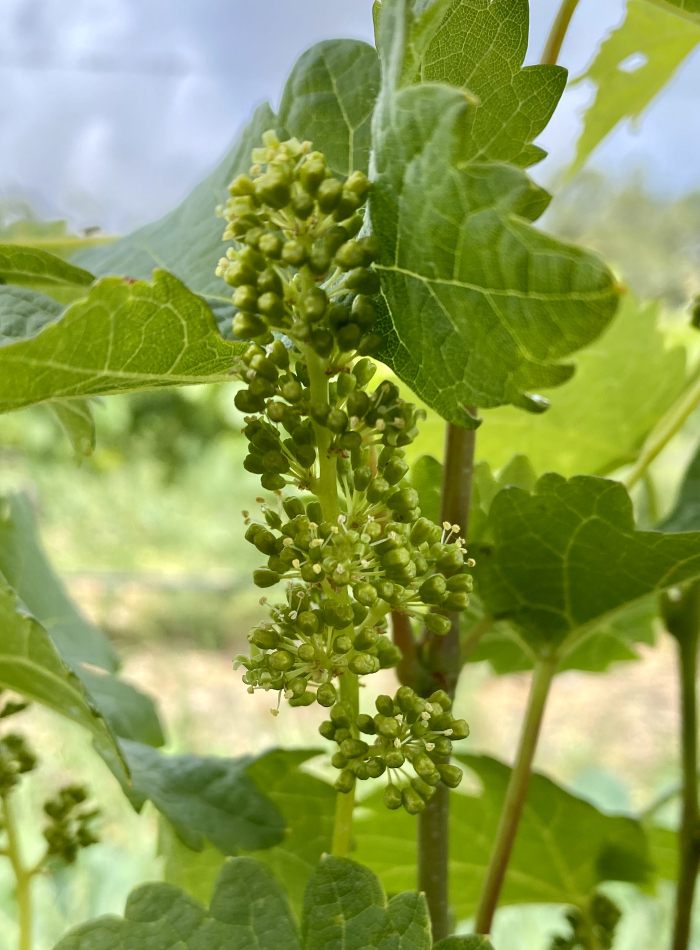 Viognier flowering 2020