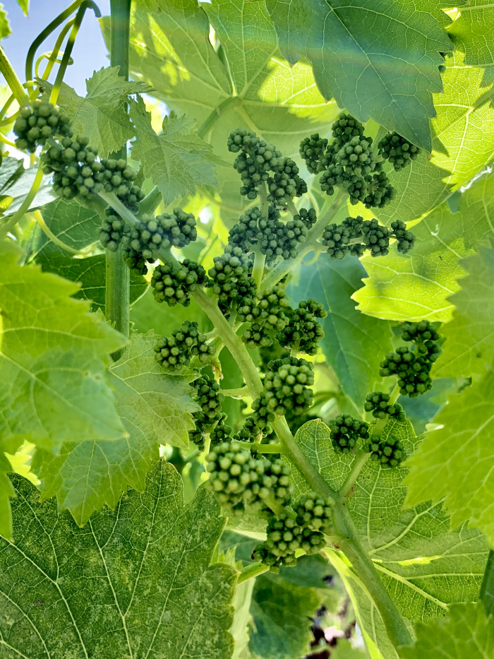 Grenache Blanc flower cluster May 2020