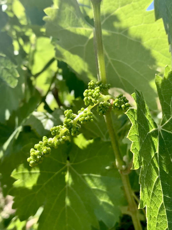 Mourvedre flower cluster May 2020