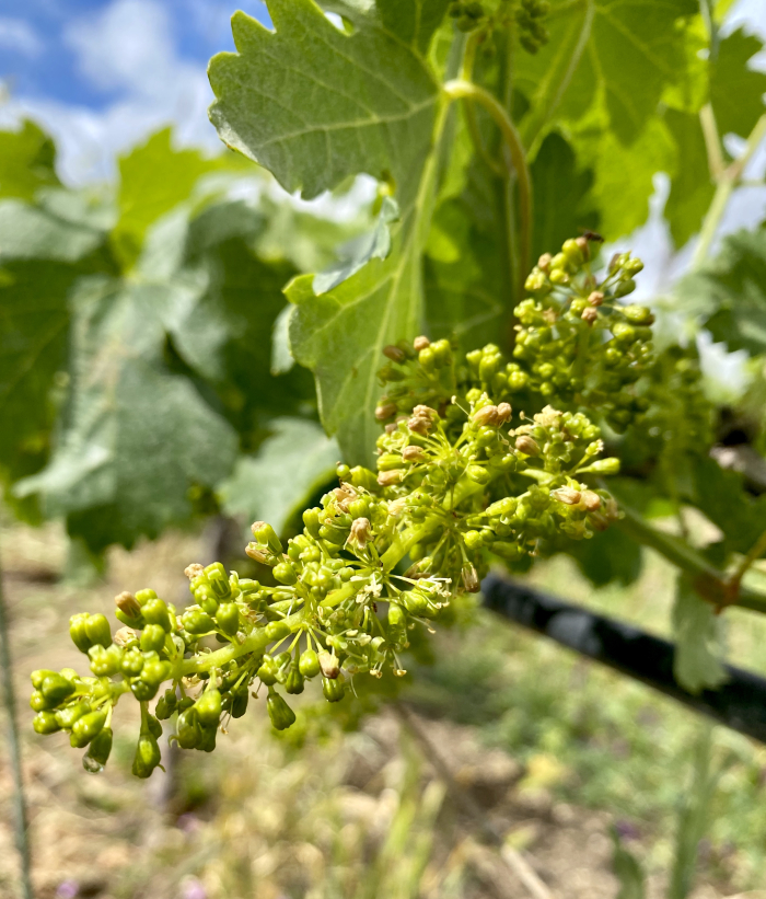 Viognier flowering 2020 2