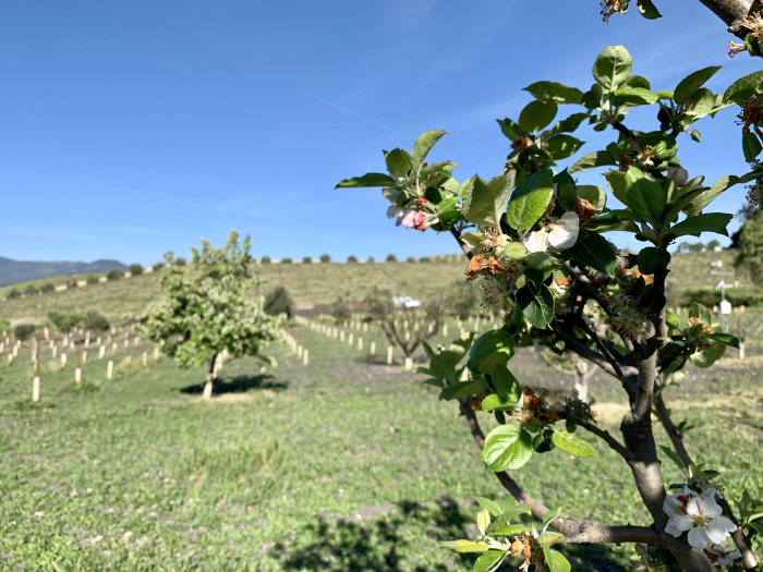 Fruit trees in bloom