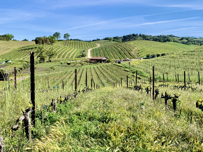 Long View - Tablas Creek lots of cover crop