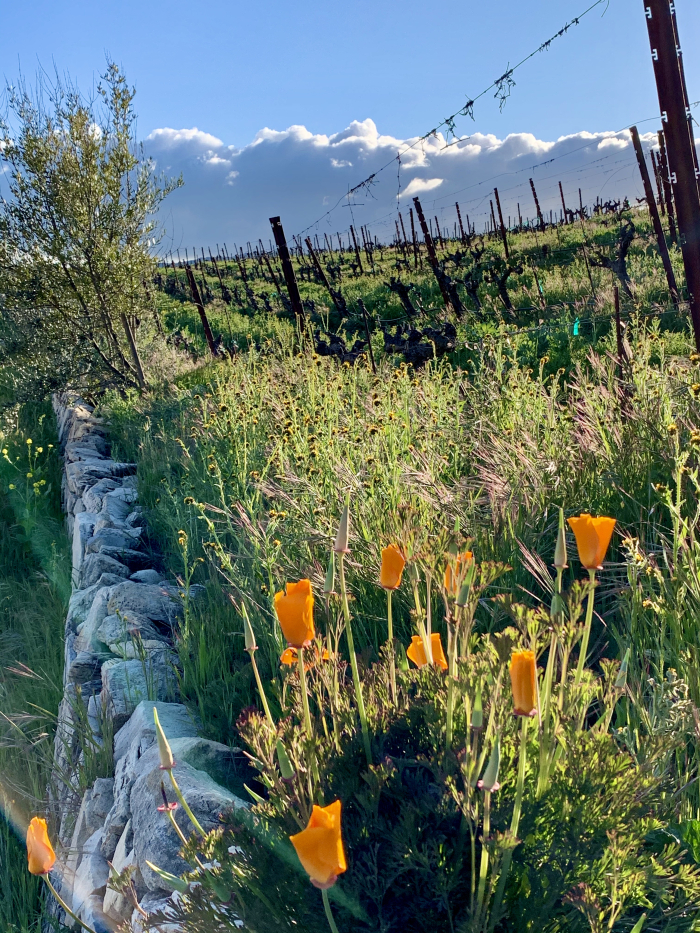 Poppies and Dormant Vines March 2020