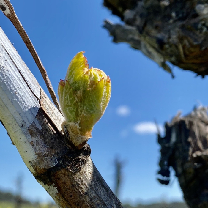 Budbreak in Grenache 2020 Square