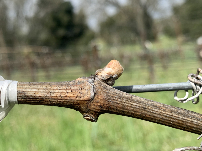 Swollen Bud March 2020