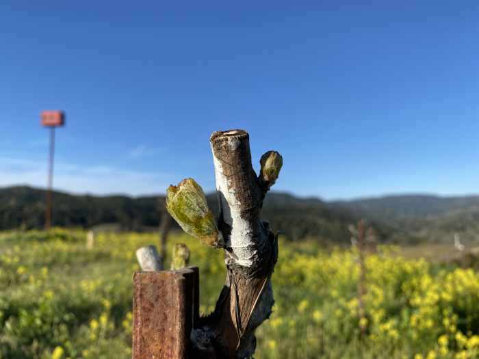 Budbreak in Grenache with Owl Box