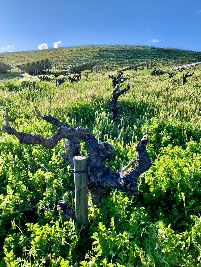 Dormant Head Trained Mourvedre March 2020