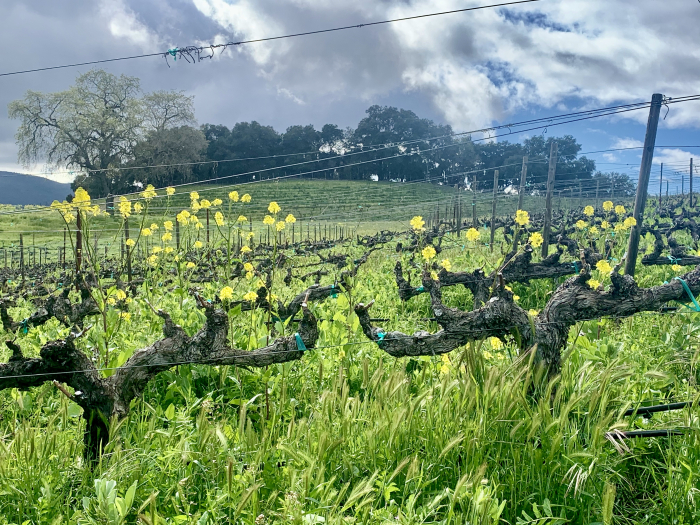 Dormant Grenache with wildflowers