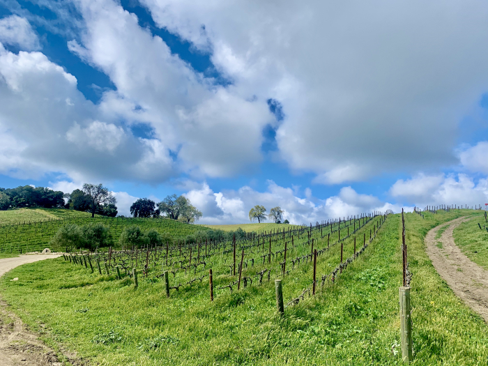 Looking up Grenache block with clouds