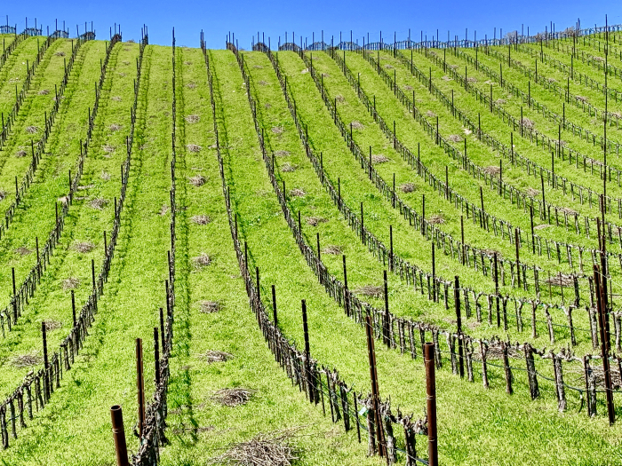 Tablas Creek Vineyard  Newly Pruned