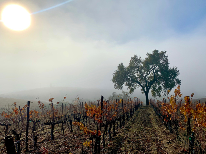 Oak tree in the vineyard with fog