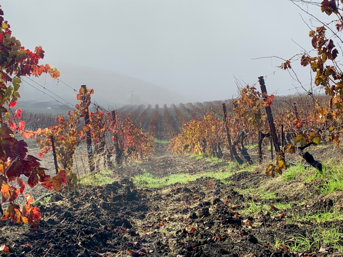 Green grass rolling vineyard
