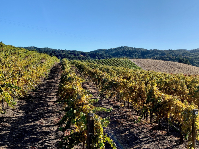 Roussanne block October 2019