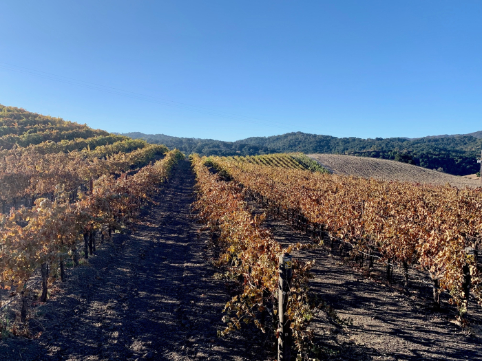 Roussanne Block November 2019