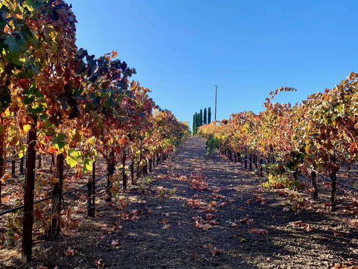 2019 Fall Foliage - Syrah
