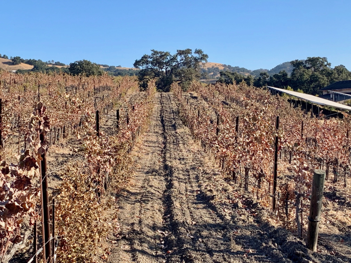 Late fall 2019 Mourvedre