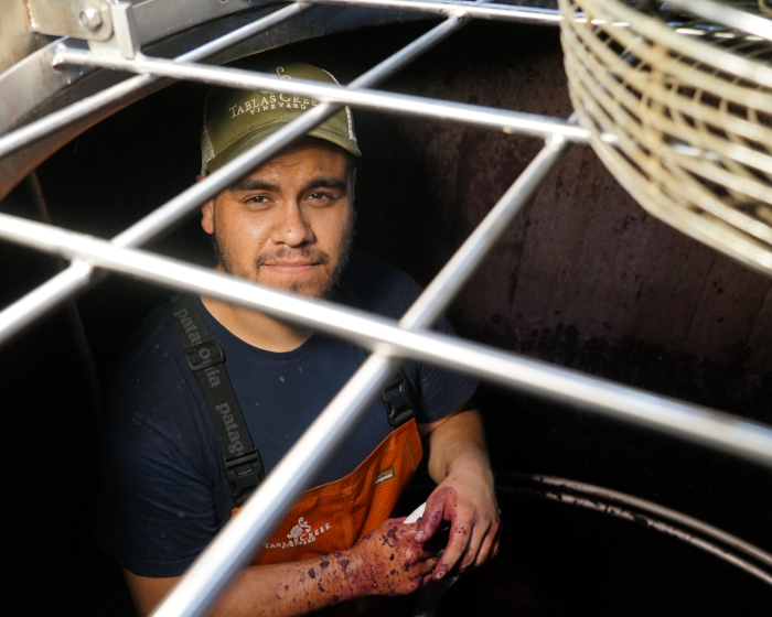 Wine Harvest Intern Tank Adrian