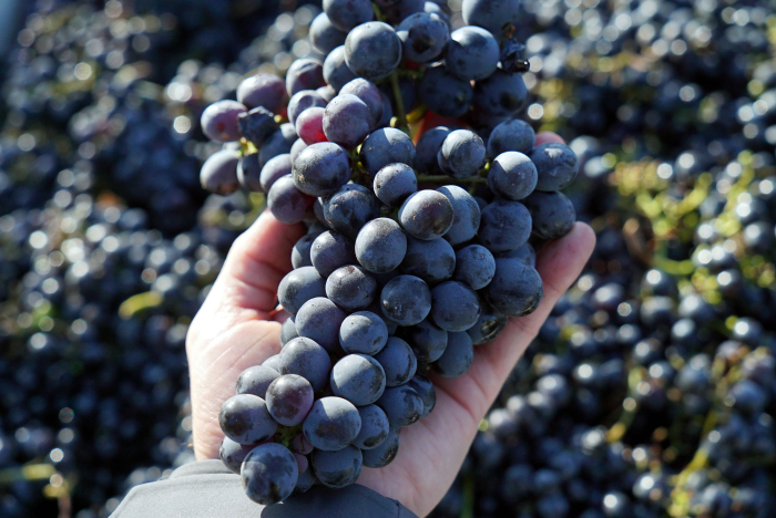 Cinsaut cluster and bin