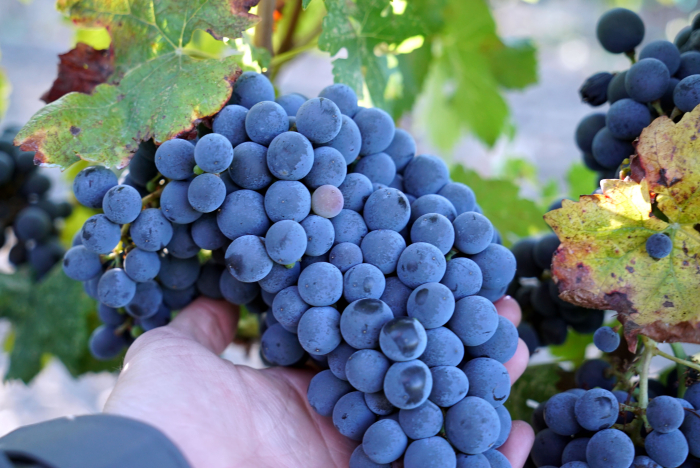 Vaccarese Cluster in Hand