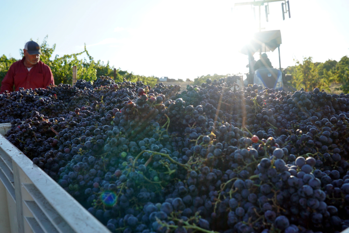 Vaccarese Cluster in Bin