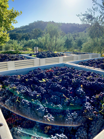 Mid-Sept Harvest - Bins of Syrah 2