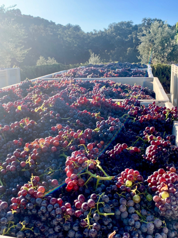 Mid-Sept Harvest - Bins of Grenache