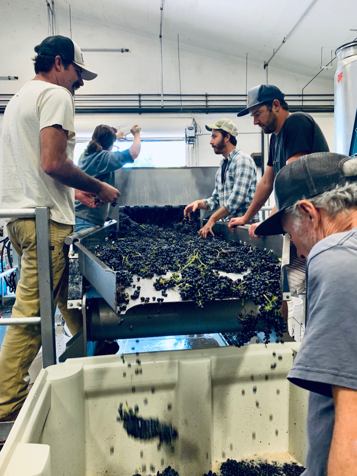 Mid-Sept Harvest - Last Bin of Busiest Ever Day