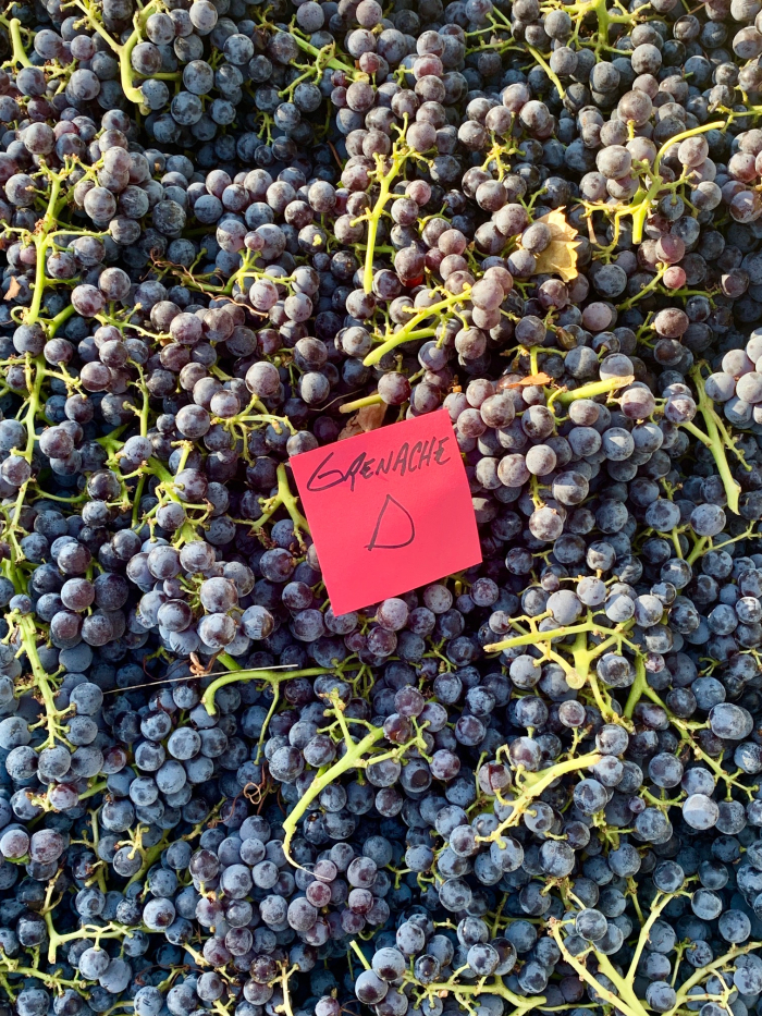 Mid-Sept Harvest - Grenache D