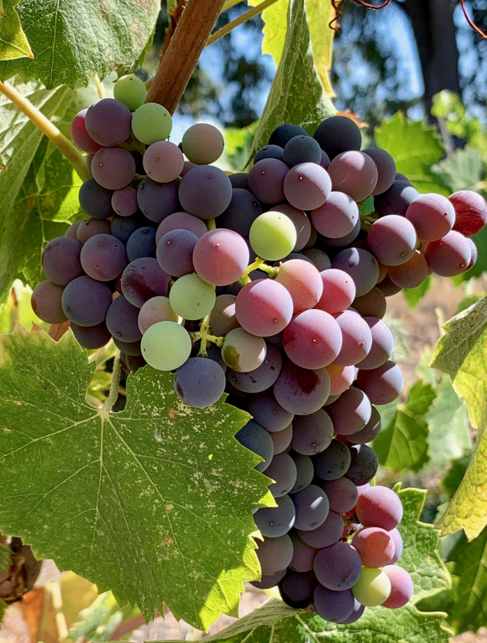 Mourvedre cluster mid-Sept