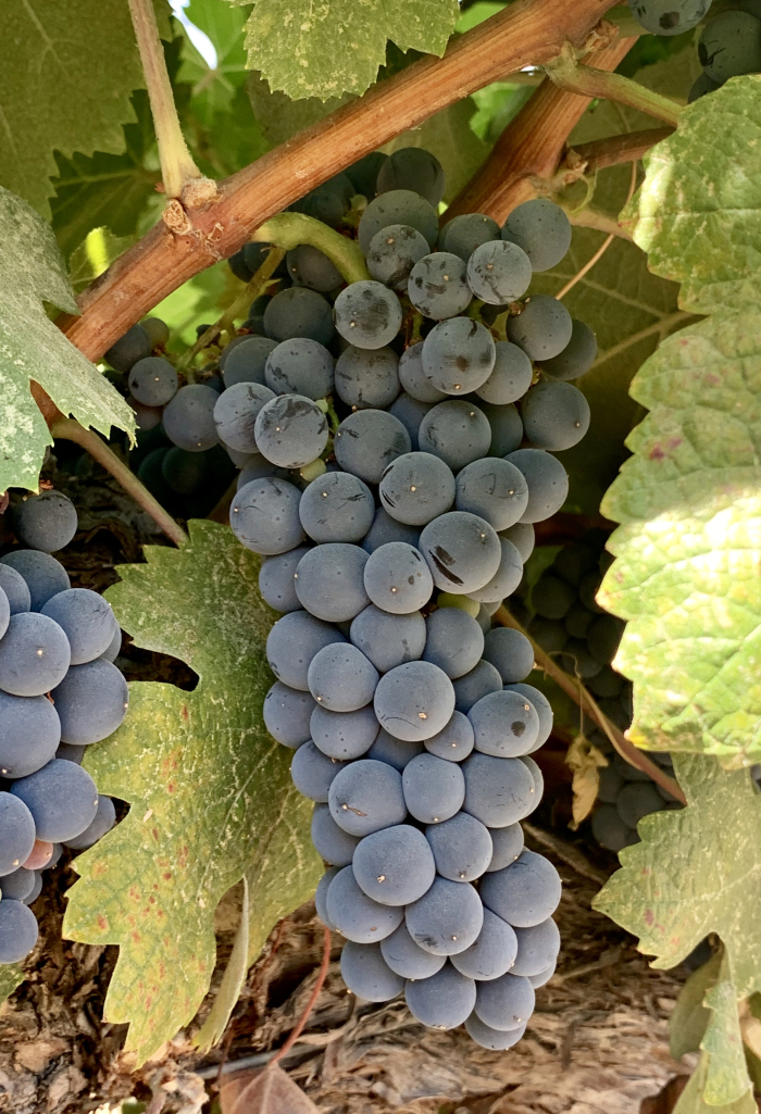 Tannat cluster mid-Sept