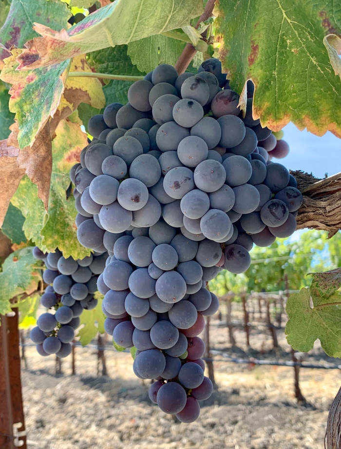 Counoise cluster mid-Sept