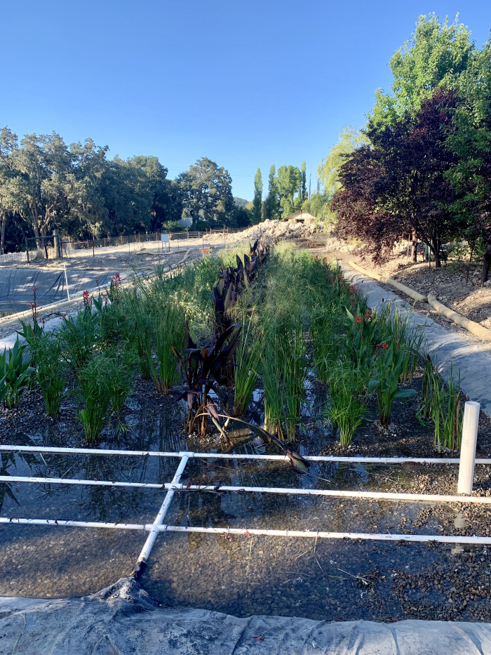 New wetlands with plants 2