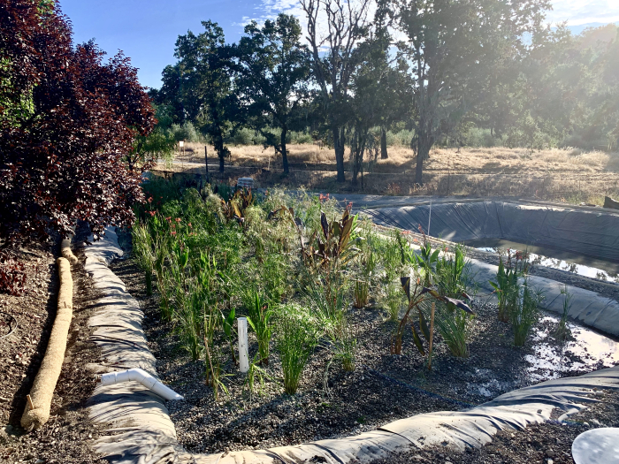 New wetlands with plants 1