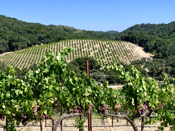 Looking over Grenache to Scruffy Hill