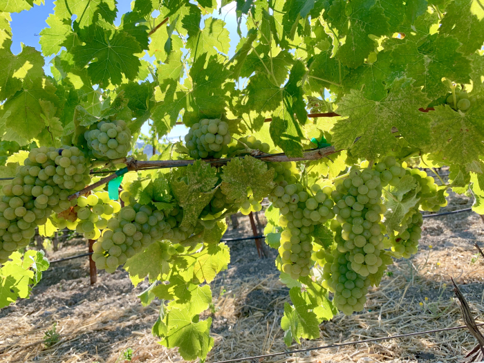 Viognier at Tablas Creek August 2019