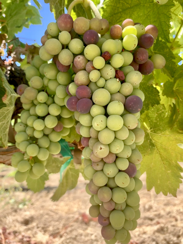 Veraison 2019 Syrah 2