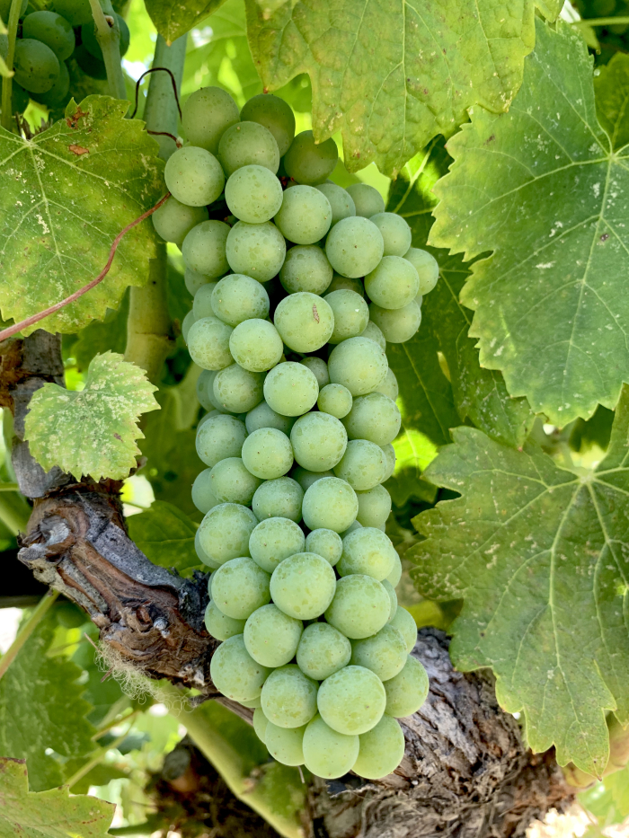 Viognier mid-July