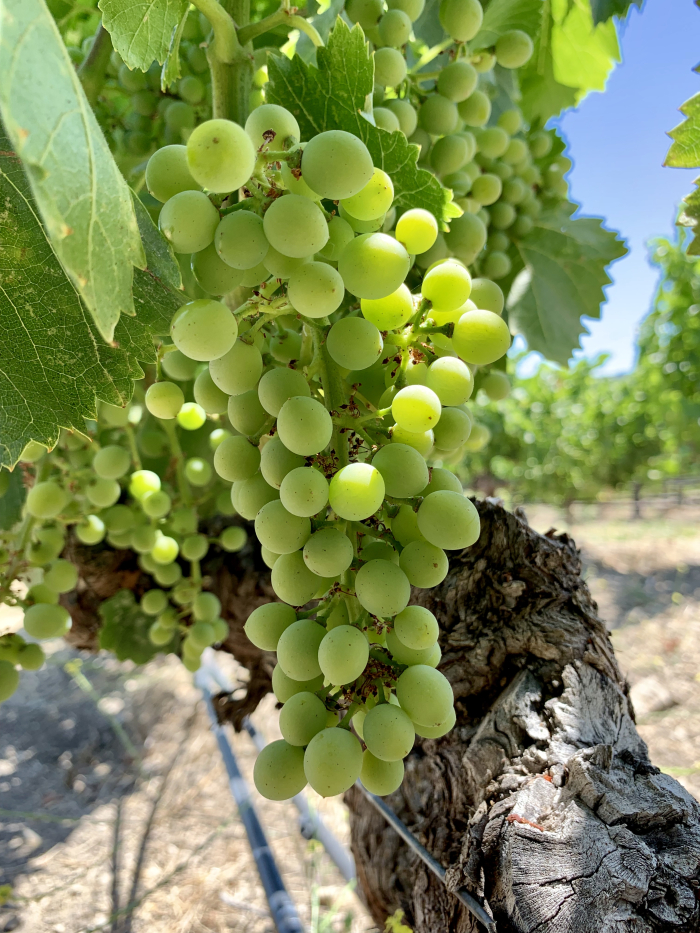 Grenache mid-July