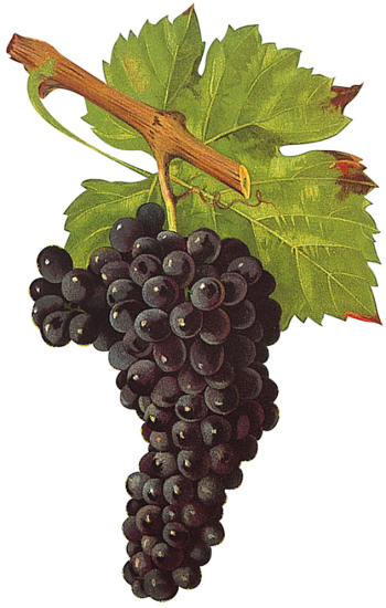 Muscardin