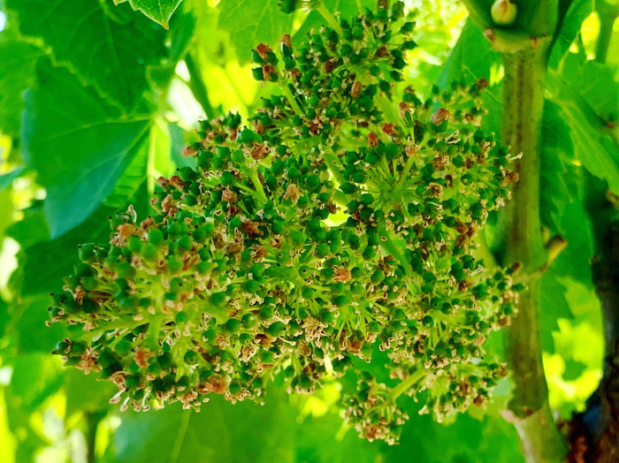 Flowering 2019 grenache