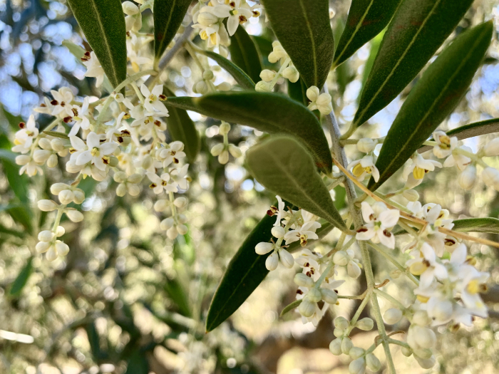 Olive flowering 2019