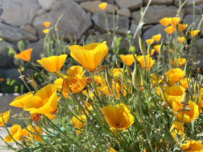 CA poppies June 2019