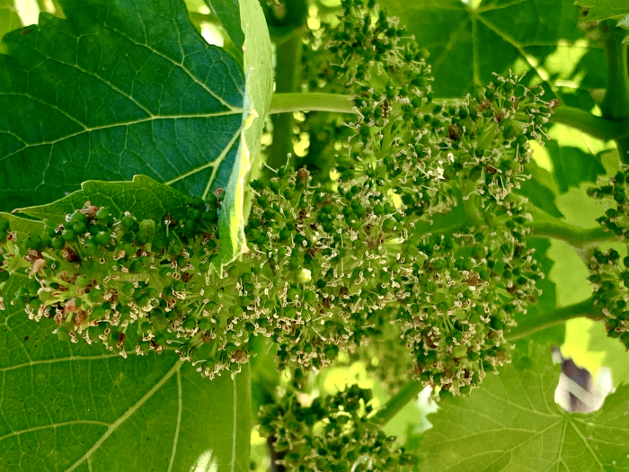 Flowering Grenache 2019